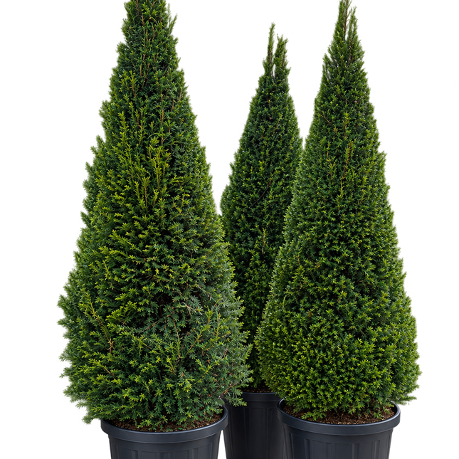 Taxus baccata kegel 120-130 cm – Venijnboom