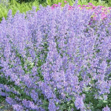 Borderpakket Zomer - 5m2 60 vaste planten in P9 pot