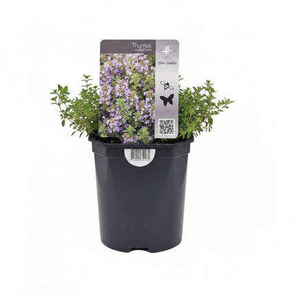 Thymus pulegioides Grote tijm als bloeiende inheemse bodembedekker