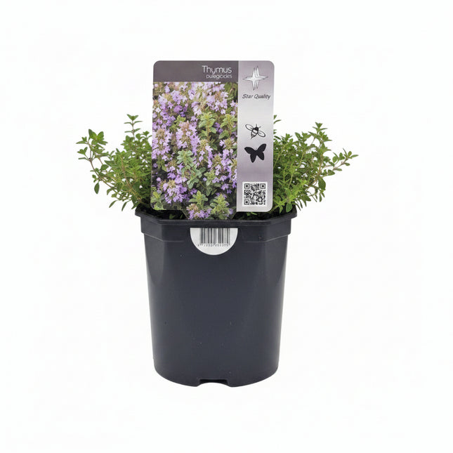 Thymus pulegioides Grote tijm als bloeiende inheemse bodembedekker