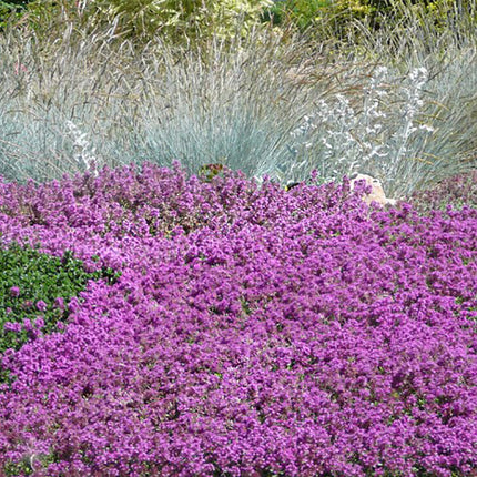 Thymus serpyllum – Wilde kruiptijm