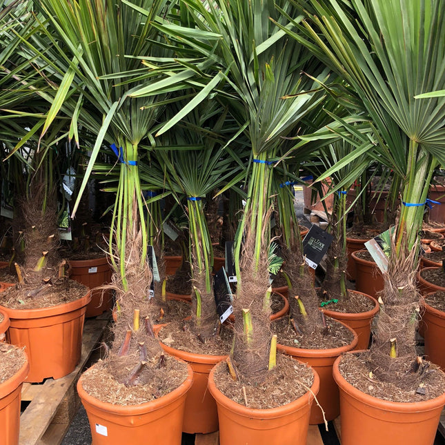 Trachycarpus fortunei - Chinese waaierpalm 80-100cm