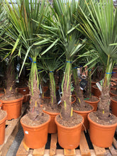 Afbeelding in Gallery-weergave laden, Trachycarpus fortunei - Chinese waaierpalm 80-100cm
