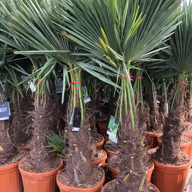 Trachycarpus Fortunei - Chinese Waaierpalm 120-140cm