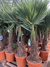 Afbeelding in Gallery-weergave laden, Trachycarpus Fortunei - Chinese Waaierpalm 120-140cm
