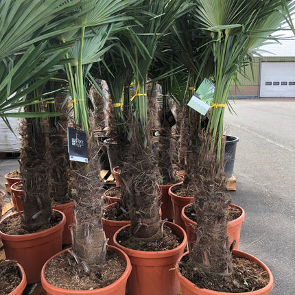 Trachycarpus Fortunei - Chinese Waaierpalm 140-160cm