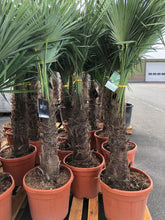 Afbeelding in Gallery-weergave laden, Trachycarpus Fortunei - Chinese Waaierpalm 140-160cm
