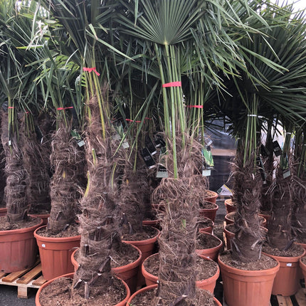 Trachycarpus Fortunei - Chinese Waaierpalm 160-180cm