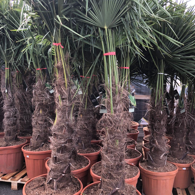 Trachycarpus Fortunei - Chinese Waaierpalm 160-180cm