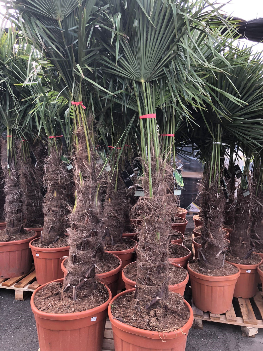 Trachycarpus Fortunei - Chinese Waaierpalm 160-180cm