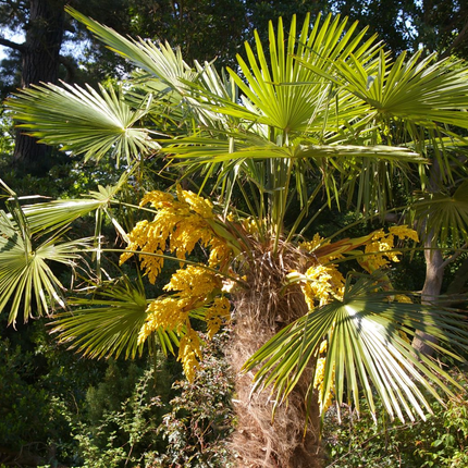 Trachycarpus fortunei - Chinese Henneppalm