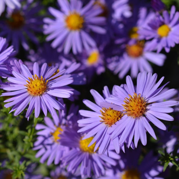 Close-up van Aster (D) ‘Prof. Anton Kippenberg’ met lichtpaarse bloemen en geel hart.