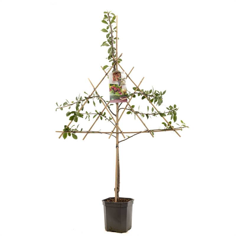 Prunus domestica Victoria - Oranje/rode pruiml leivorm