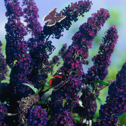 Close-up van Buddleja davidii ‘Black Knight’ met diepe paarszwarte bloemtrossen opgebouwd uit kleine bloemetjes.