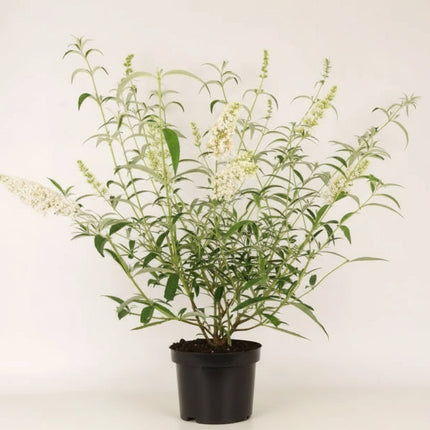 Buddleja davidii ‘White Profusion’ als jonge plant in pot, met smal grijsgroen blad en zichtbare bloemknoppen.