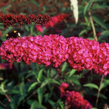 Close-up van Buddleja ‘Red Chip’ met dichte roodroze bloemtrossen opgebouwd uit kleine bloemetjes.