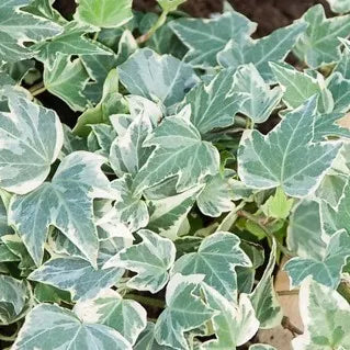 Close-up van het witbonte blad van Hedera helix ‘White Ripple’, met donkergroen centrum en opvallende crèmewitte randen.