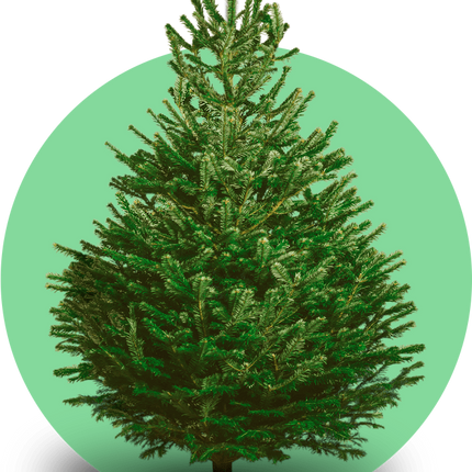 XXL Nordmann kerstboom Deluxe gezaagd – grote naaldvaste kerstboom