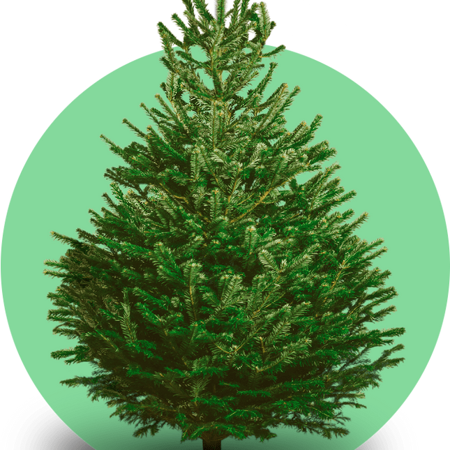 XXL Nordmann kerstboom Deluxe gezaagd – grote naaldvaste kerstboom