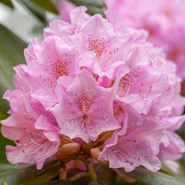Rhododendron 'Roseum Elegans'