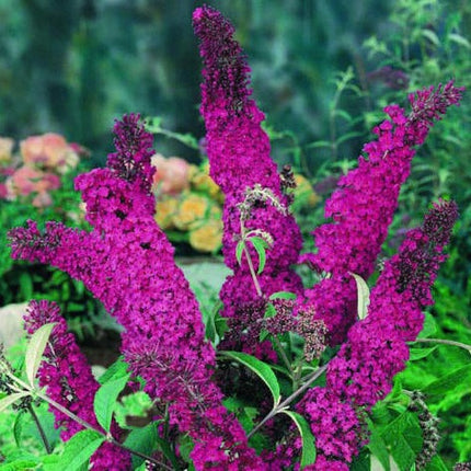 Buddleja Royal Red - Vlinderstruik