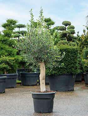 Olea europaea