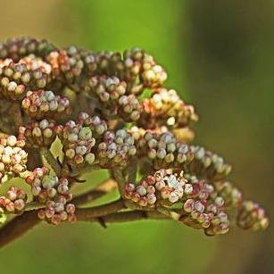 Viburnum Tinus (Sneeuwbal) - Tuinplantenloods