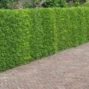 Thuja occidentalis 'Brabant' haag pakket per meter - Tuinplantenloods