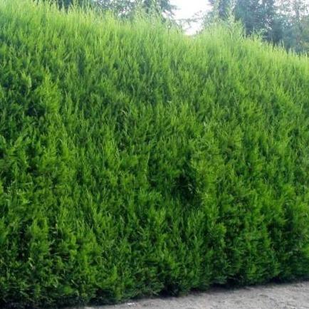 Cupressocyparis leylandii haag pakket per meter.