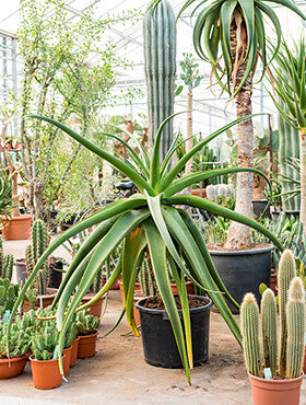 Aloe alooides