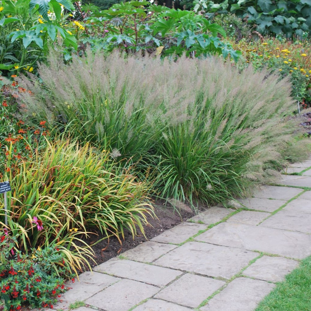 Calamagrostis brachytricha - Diamantgras mini