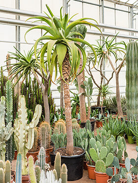 Aloe traski