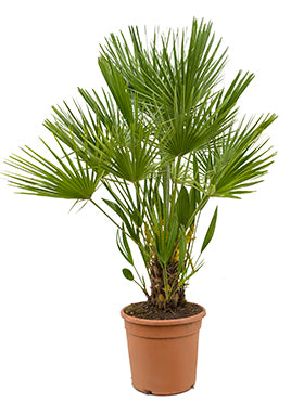 Chamaerops humilis