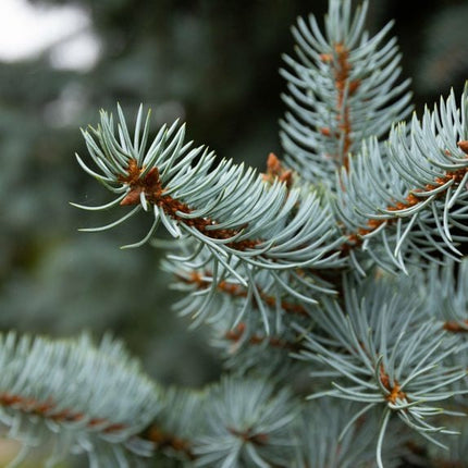 Picea Pungens glauca