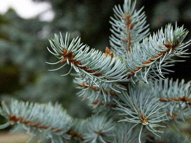 Picea Pungens glauca