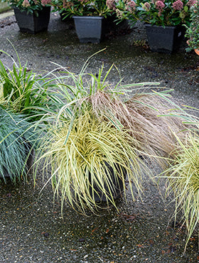 Plantenarrangement siergrassen mix