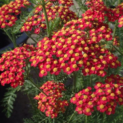 Achillea m. 'Paprika' - Duizendblad mini