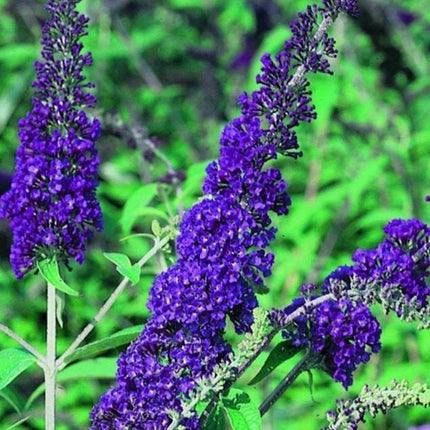 Buddleja davidii 'Empire Blue' vlinderstruik.