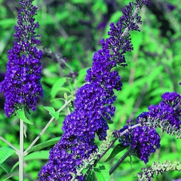 Buddleja davidii 'Empire Blue' vlinderstruik.