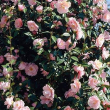 Afbeelding in Gallery-weergave laden, Camellia japonica &#39;Bonomiana&#39; pink.

