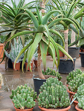 Aloe traski