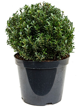Ilex crenata 'Maxima'