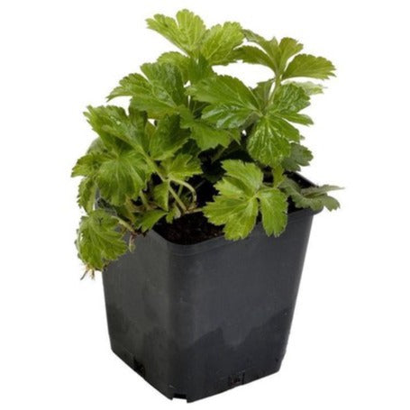 Waldsteinia ternata - Goudaardbei P9 pot