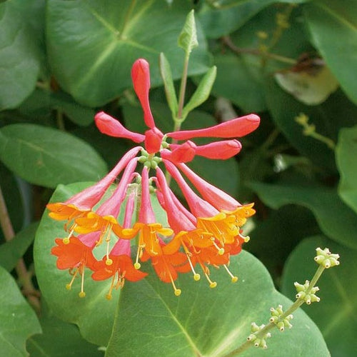 Lonicera brownii 'Dropmore Scarlet'