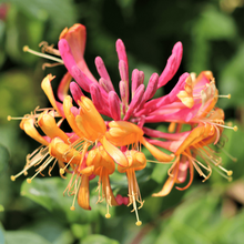 Afbeelding in Gallery-weergave laden, Lonicera heckrottii &#39;Goldflame&#39;
