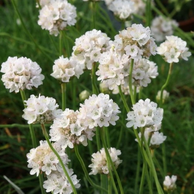 Armeria mar. 'Alba' - Engels gras