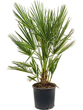 Chamaerops humilis 'Compacto'