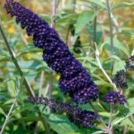 Buddleja davidii 'Black Knight' vlinderstruik.