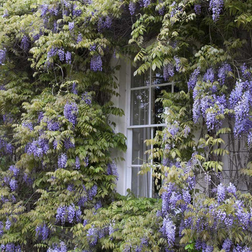 Wisteria sinensis - Blauwe regen