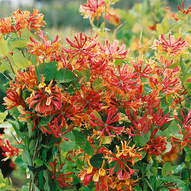 Lonicera heckrottii 'Goldflame'